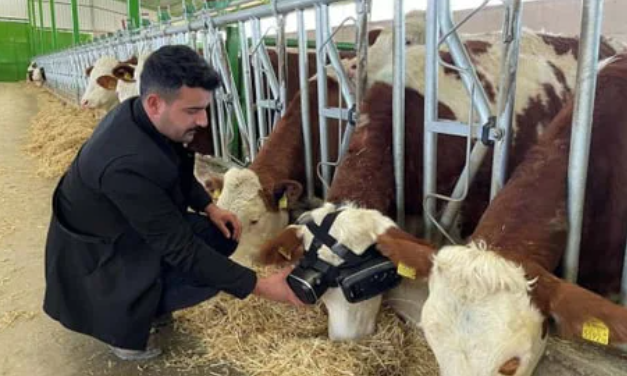 Si Kocak Peternak Sapi Susu, Pasang VR Pada Sapi. Sapinya Produksi Susu Lebih Banyak