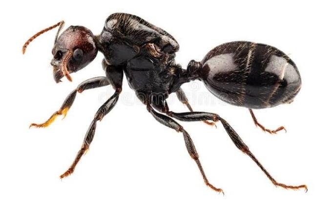 Fakta Tentang Cara Semut Buang Hajat Dan Dimana Mereka Sembunyikan (Terungkap, Gan)