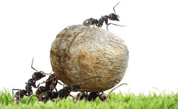 Fakta Tentang Cara Semut Buang Hajat Dan Dimana Mereka Sembunyikan (Terungkap, Gan)