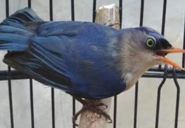 Cara Merawat Burung Rambatan Agar Cepat Gacor