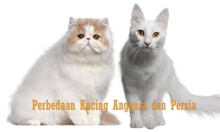 Salah Kaprah Di Indonesia, Kucing Persia Disebut Kucing Anggora