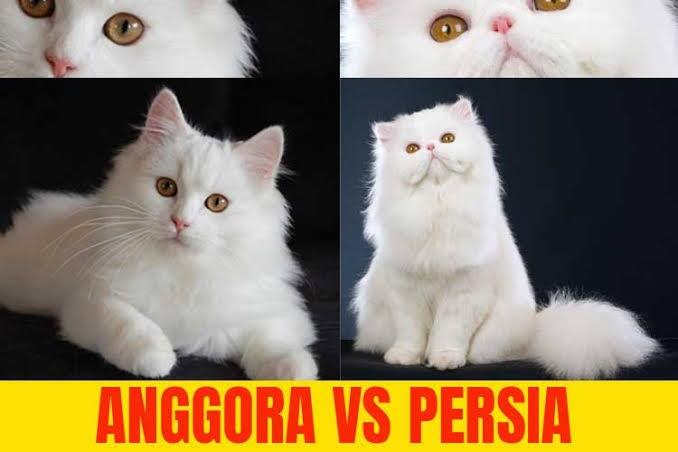 Salah Kaprah Di Indonesia, Kucing Persia Disebut Kucing Anggora