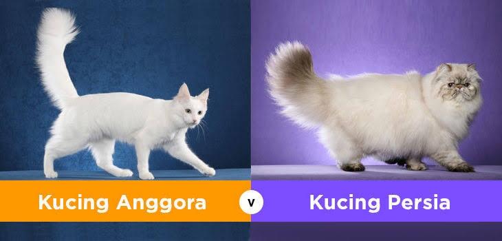Salah Kaprah Di Indonesia, Kucing Persia Disebut Kucing Anggora