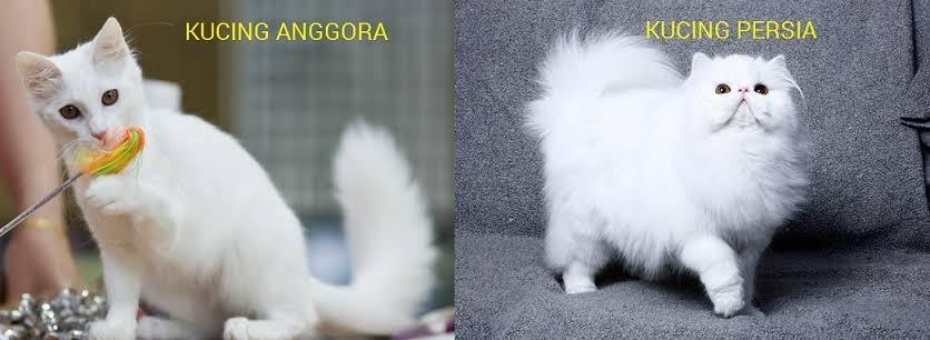 Salah Kaprah Di Indonesia, Kucing Persia Disebut Kucing Anggora