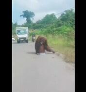Viral, Orangutan Turun ke Jalan di Kaltim Diduga Kelaparan, Ini Kata BKSDA
