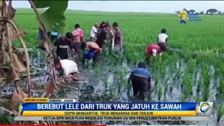 Hilang Rasa Simpati dan Empati, Warga Jarah Lele dari Truk yang Terguling di Sawah