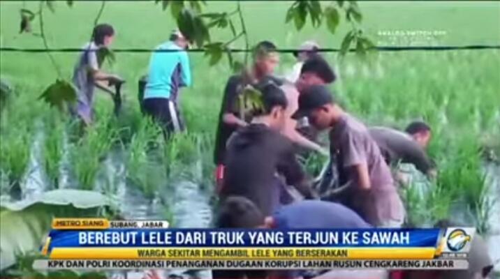 Hilang Rasa Simpati dan Empati, Warga Jarah Lele dari Truk yang Terguling di Sawah