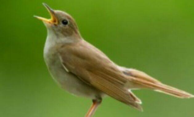 Perawatan Burung Sikatan Londo Mabung