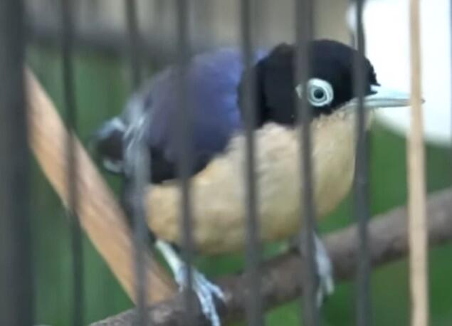 Cara Membedakan Burung Rambatan Doraemon Jantan Dan Betina