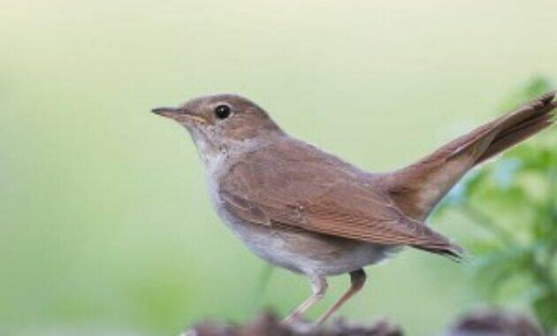 Makanan Pokok Burung Sikatan Londo