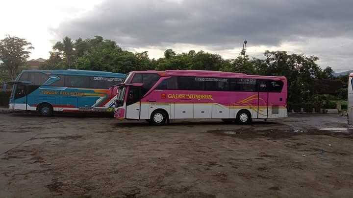 Kisah Perantauan Bus Pribumi Wonogiri di Wilayah Plat AE