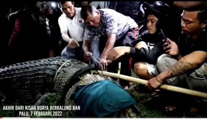 Buaya Berkalung Ban di Palu Telah Ditangkap, Jangan Ulangi Buang Sampah Sembarangan