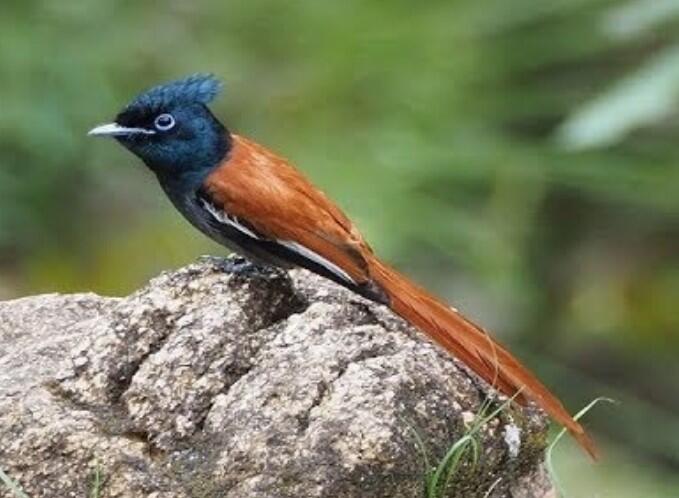 Burung Tali Pocong