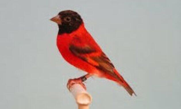 Mengenal Jenis Burung Red Siskin