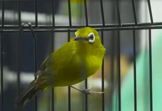 Cara Perawatan Burung Pleci Mabung