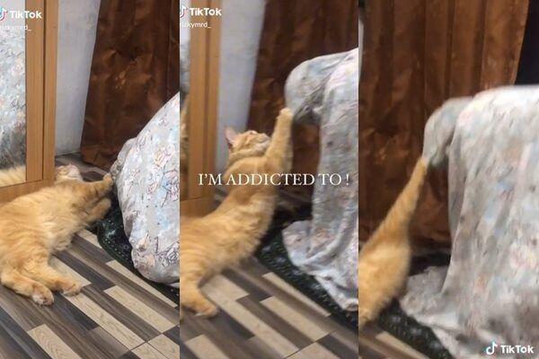 Viral Aksi Kucing Oren Bikin Majikan Susah Bangkit Dari Sujud Salat