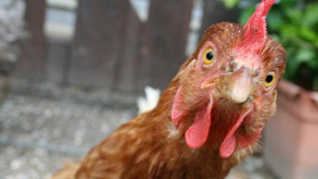 Di Luar Nalar, Gara-gara Bangkai Ayam Seorang Paman Dibacok Keponakan Hingga Tewas