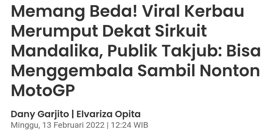 Memang Beda! Viral Kerbau Merumput Dekat Sirkuit Mandalika, Publik Takjub..