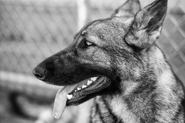 Anjing German Shepherd : Sering Dikira Galak, Ternyata Paling Setia