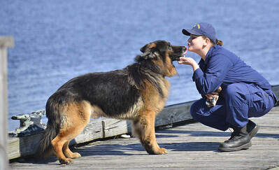 Anjing German Shepherd : Sering Dikira Galak, Ternyata Paling Setia