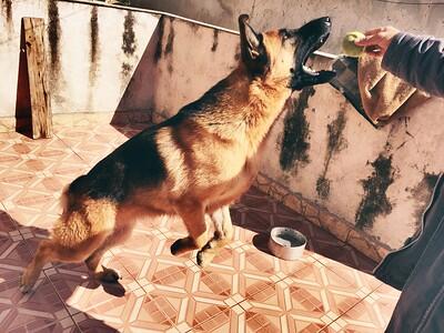 Anjing German Shepherd : Sering Dikira Galak, Ternyata Paling Setia