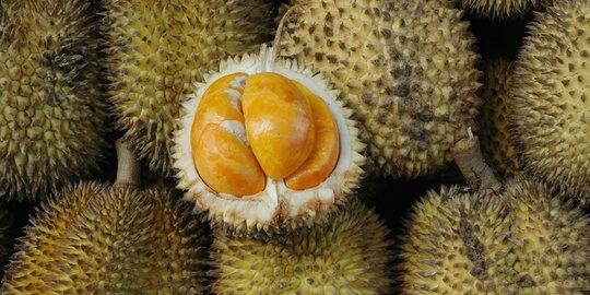 Marak Penjual Culas Menjual Durian Palsu, Ini Cara Memilih Durian yang Baik dan Benar