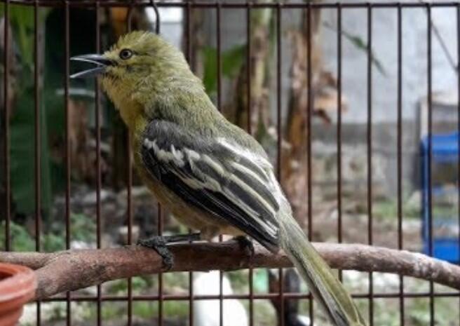 Cara Ternak Burung Sirtu Cipoh
