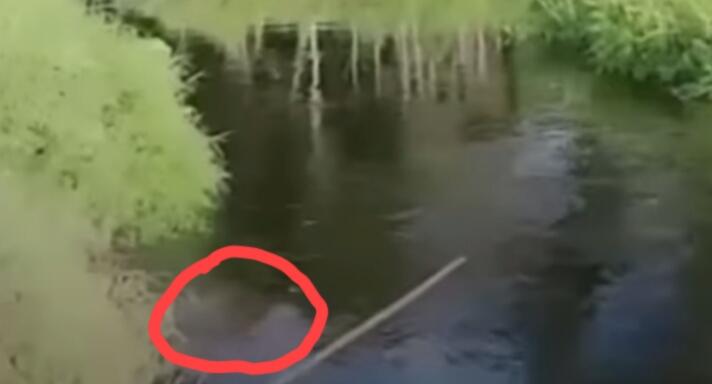 Melanggar Plang Peringatan, Seorang Petani di Kalimantan Utara Hilang Diseret Buaya
