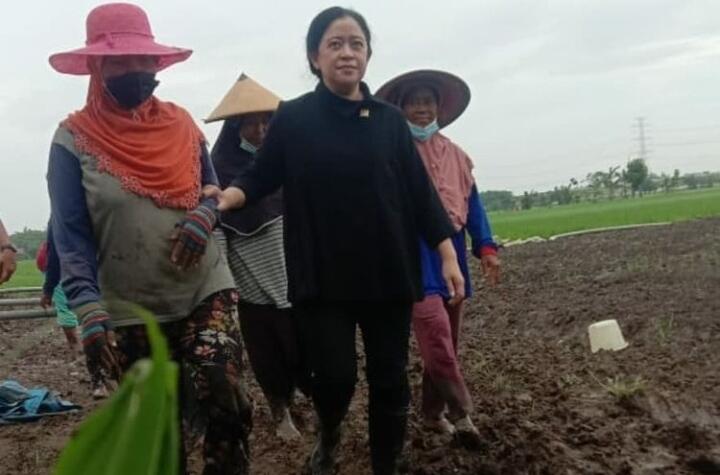 Puan Disebut Kandidat Capres Berpotensial di Pilpres 2024