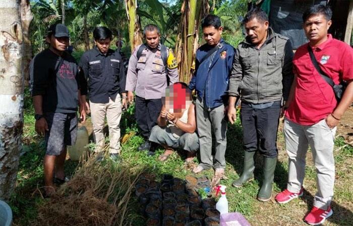 Tanam Ganja di Kebun Jagung, Warga Talamau Ditangkap