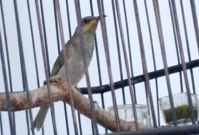 Cara Merawat Burung Cucak Kombo Agar Cepat Bunyi