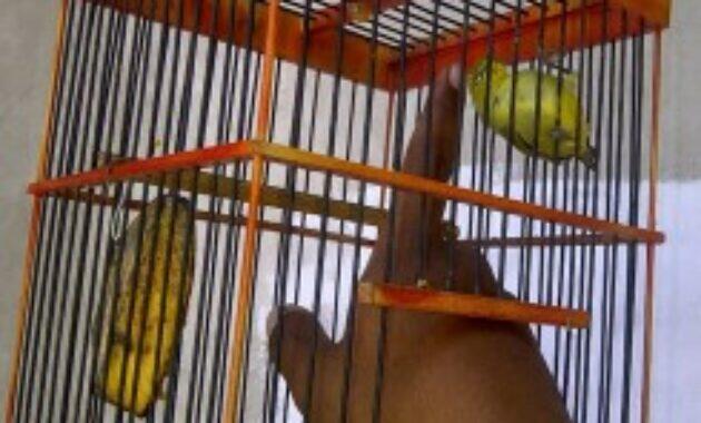 Cara Menjinakkan Burung Pleci Dengan Cepat