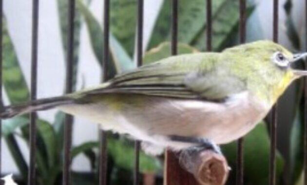 Cara Mengatasi Burung Pleci Over Birahi