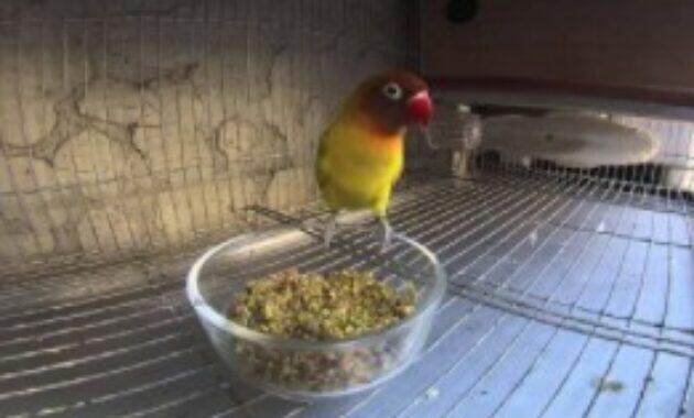 Cara Menurunkan Over Emosi Lovebird