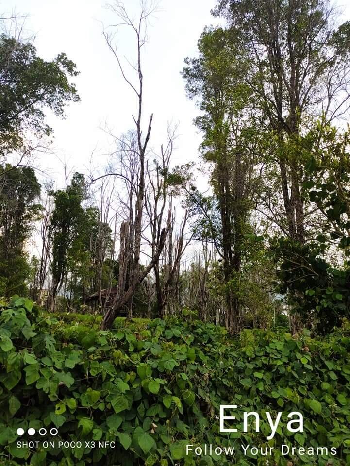 Eksotisme Kebun Cengkeh di Gambesi, Kota Ternate, Maluku Utara