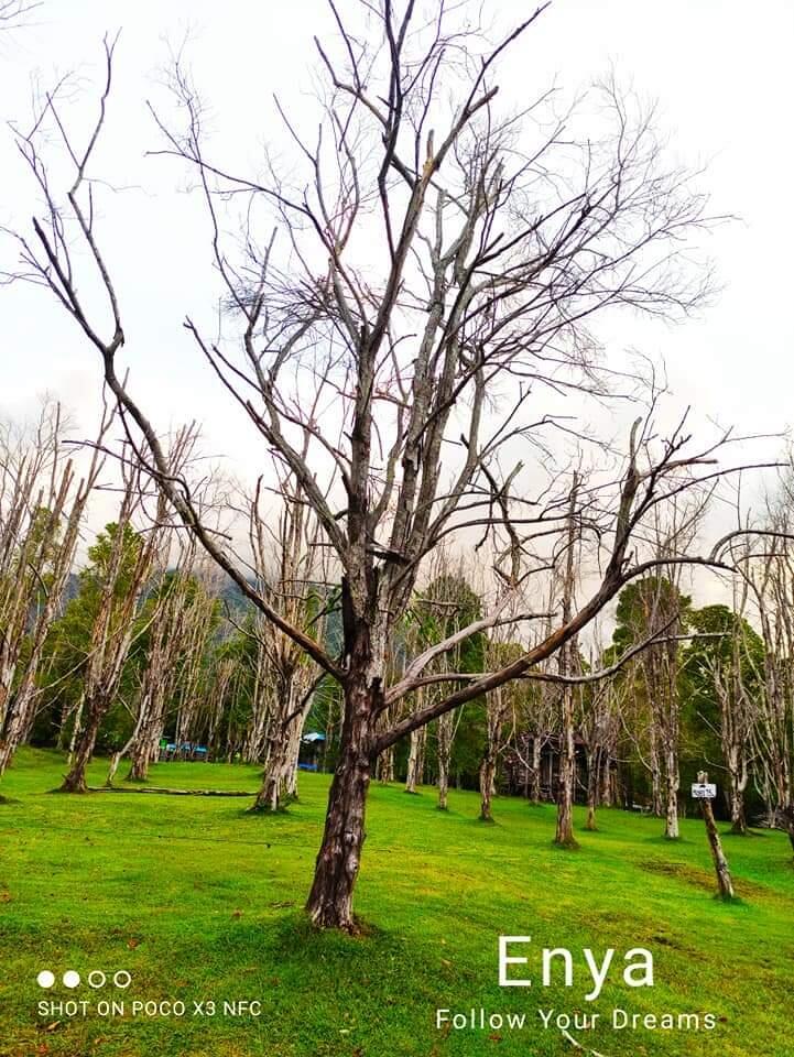 Eksotisme Kebun Cengkeh di Gambesi, Kota Ternate, Maluku Utara