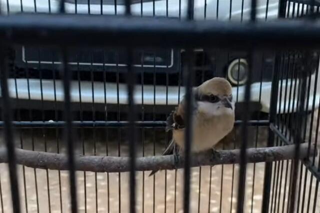 Perawatan Burung Cendet Trotol