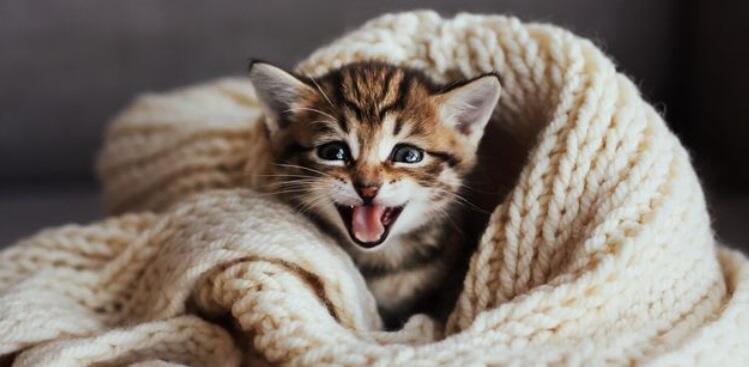 Negara Ini Melindungi dan Memanjakan Kucing