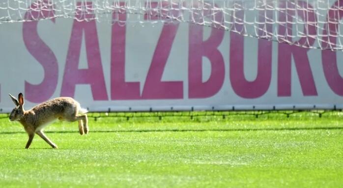 11 Hewan yg Pernah Masuk Lapangan (Tanpa Izin) Saat Pertandingan Bola, Lucu