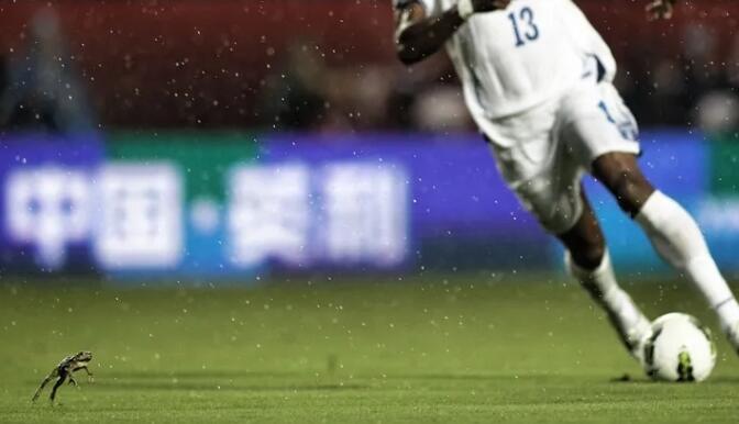 11 Hewan yg Pernah Masuk Lapangan (Tanpa Izin) Saat Pertandingan Bola, Lucu