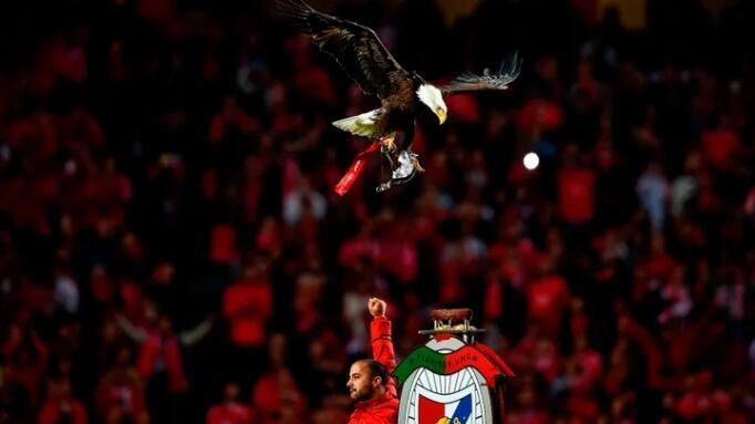 11 Hewan yg Pernah Masuk Lapangan (Tanpa Izin) Saat Pertandingan Bola, Lucu