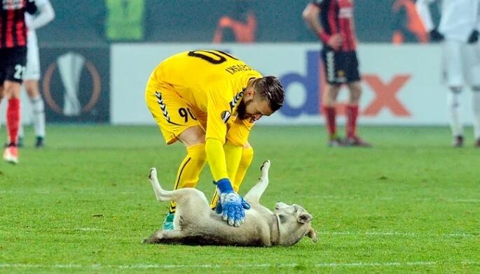 11 Hewan yg Pernah Masuk Lapangan (Tanpa Izin) Saat Pertandingan Bola, Lucu