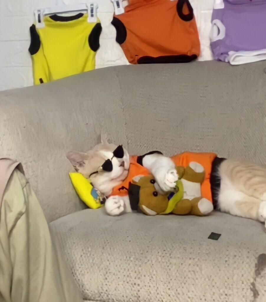 PORORO KUCING TIKTOK PALING 'SANTUY' YANG VIRAL KARENA TINGKAHNYA BIKIN GEMES NETIZEN