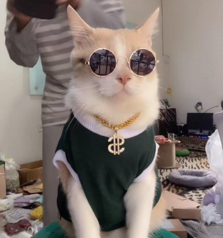 PORORO KUCING TIKTOK PALING 'SANTUY' YANG VIRAL KARENA TINGKAHNYA BIKIN GEMES NETIZEN