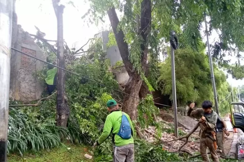 Pemkot Jakpus Catat 13 Pohon Tumbang dan Sempal Akibat Cuaca Ekstrem