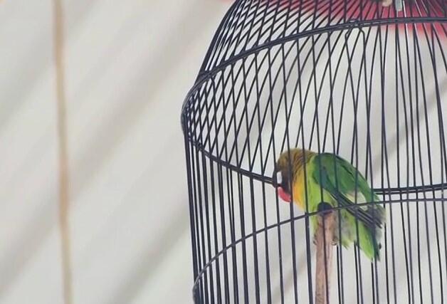 Cara Mengatasi Lovebird Yang Sering Tidur