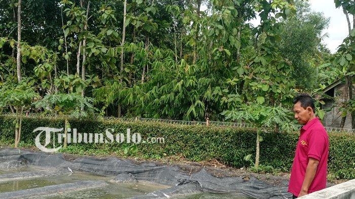 Pria Wonogiri Pakai Air Limbah Kolam Lele untuk Budidaya Cacing Sutra, Raup Cuan
