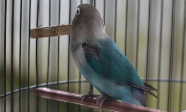 Cara Mengatasi Lovebird Suka Gigit Jeruji