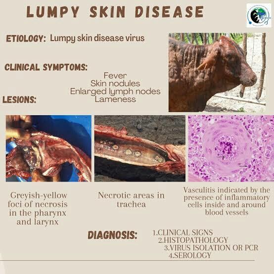 Penyakit Lumpy Skin Terdeteksi di 31 Daerah di Indonesia, Penyakit Apa Itu?