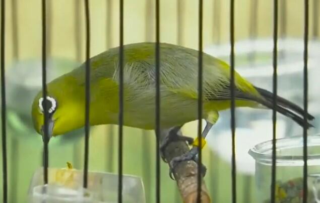 Cara Mengatasi Burung Pleci Ngembung
